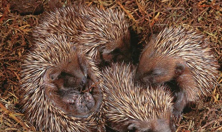 la storia dei porcospini